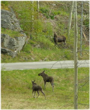 Elchfamilie bei Fridhem